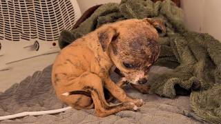 Little Puppy Fell Down the Stairs: "I'm In More Pain - Please Don't Leave Me Alone Now"!