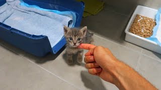 LOS NUEVOS GATITOS
