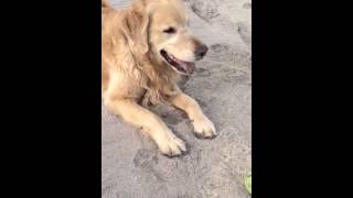 Oscar on the beach