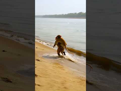 Nothing Stronger Than a Mother’s Heart – Even in the wild #monkey #ai #animals #shorts