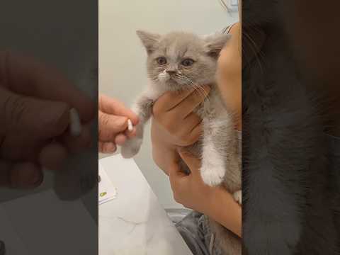 Kittens hospital