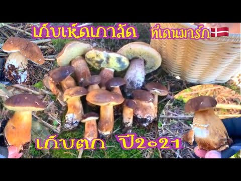 หรั่ง-พาไป--mushroom🍄-channel เก็บเห็ดผึ้งเกาลัดที่ประเทศเดนมาร์ก🇩🇰คลิปเก็บตกปี2021 เก็บเห็ดผึ้งเกาลัดที่ประเทศเดนมาร์ก🇩🇰คลิปเก็บตกปี2021 เก็บเห็ดผึ้งเกาลัดที่ประเทศเดนมาร์ก🇩🇰คลิปเก็บตกปี2021