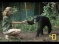 Jane Goodall's Journey and Discoveries