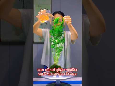 রুমে সৌন্দর্য বৃদ্ধিতে ওয়াটার প্লান্টে গাছ রাখবেন কিভাবে #shorts