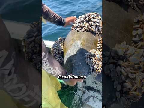 Морской организм с невероятной способностью