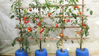The method of growing tomatoes of the future is many times more productive right on the roof