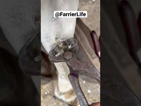 Farrier trims chestnut and ergot ! #asmr #oddlysatisfying #farrier #horse