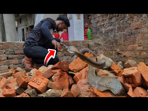 पहली बार 80 साल पुरानी ने 10 बार काटी फिर कैसे इसे काबू में किया।
