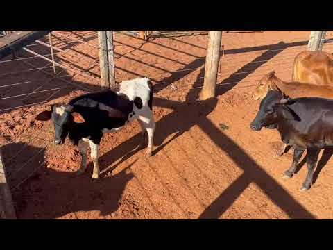 LOTE 04 