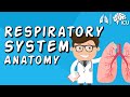 Exploring the Respiratory System: Key Features and Functions