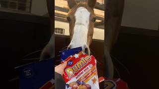Dumle vil have Dumle 🍬 #shorts #shortsfeed #shortvideo #shortsvideo #love #fyp #fypシ #cute #pony