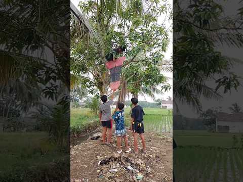 si bocil layangan burung ya yangkut di pohon mangga