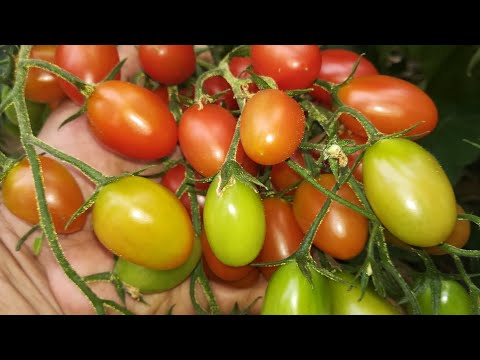 Растим только вкусные томаты! 6 причин, почему томаты могут быть твердые, белые внутри или несладкие