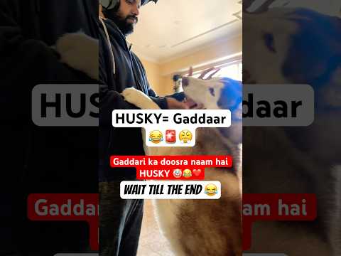 Husky ne kari Gaddaari ๐ก๐๐จ #husky #dogparents #funnydog