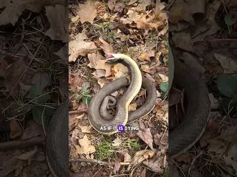 Zombie Snake #facts #science #sciencefacts #shorts #viral