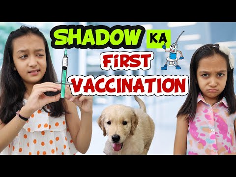 SHADOW Ka First Vaccination 💉🐶🥺😢 | Aayu Vanu Ka Pet | Pet Lover | Family Vlog | Aayu and Vanu