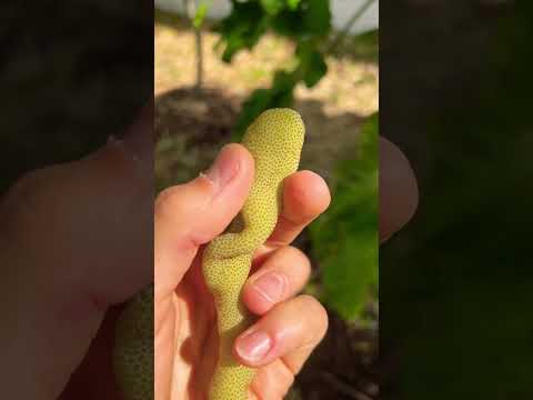 Gummy Worm Fruit Harvest