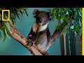 Koala Conservation and Challenges