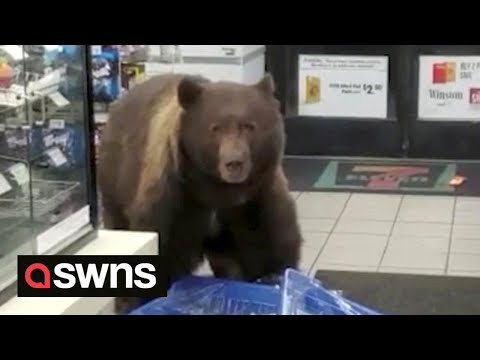 Huge brown bear enters 7-Eleven store and helps itself to CANDY BARS ๐ป | SWNS