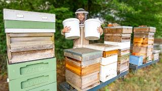 Harvesting 90kg of spring honey - this is where honey comes from!