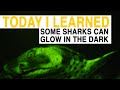 Glow-in-the-Dark Sharks and Nuclear Waste Utilization