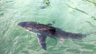 8 Ft Great White Shark Attacks Surfer