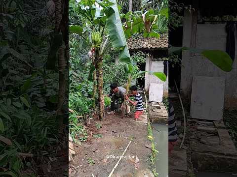 Hati hati banyak orang maling pisang #art #dy#kerajinan #shotrs