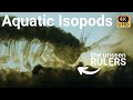 Isopods: Adaptations and Ecosystem Roles