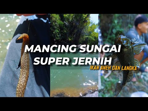 SUNGAI KAYAK GINI KOK JERNIH ‼️MANCING MALAH DAPAT IKAN DARI PLANET LAIN #fishing #portrait