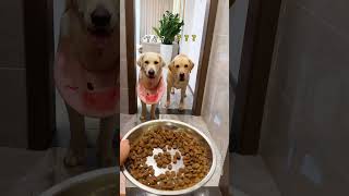 【旺仔很忙🐶wangzai is busy】挑战狗粮里面喷*味喷雾给狗吃Challenging dogs to eat foods sprayed with p**p-flavored spray