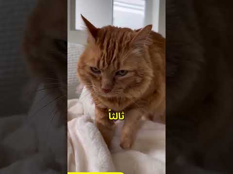 😺 أشياء تقبلها قطتك فقط عندما تكون تحبك