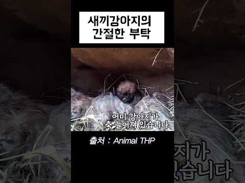 새끼 강아지의 간절한 부탁