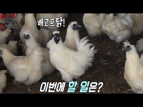 축사를 가득 채운 ‘백봉 오골계’ 10만 마리 돌보기★