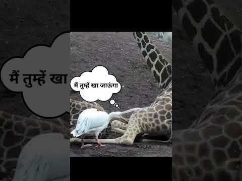 पक्षियों का मगरमच्छ 'Palican' की थैली फट जाए तो क्या होगा? पक्षी By Wild Adventures