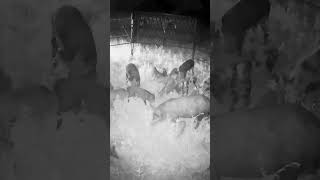 Jimmy Houston will be happy to get these guys off his ranch! @bigpigtrap @HogEyeTrapCameras