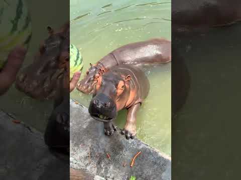 On May Day holiday, don’t be a cow and horse to go to the zoo to feed hippos and hippos to eat w