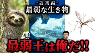 【総集編】3動画！最弱生物達の衝撃の生態 マンボウ ガガンボ ナマケモノ 動物 作業用 睡眠用 聞き流し