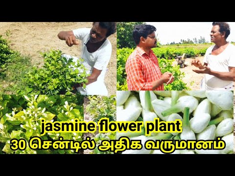 30 சென்டில் அதிக வருமானம் குண்டு மல்லி பூ சாகுபடி | jasmine flower plant | Village thamizha village
