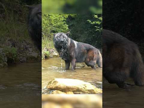 Kangal, Bu Kurtla Mücadele Edebilir Mi? #kangal #wolf #shorts