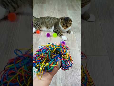 Funny Cat Barsik Balls ⭕ Reverse video #marblerunandmore #cat #reverse