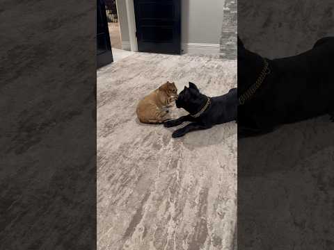 These two just don’t stop 🛑 #shortsviral #youtubeshorts #love #viral #canecorso #shortvideo #shorts