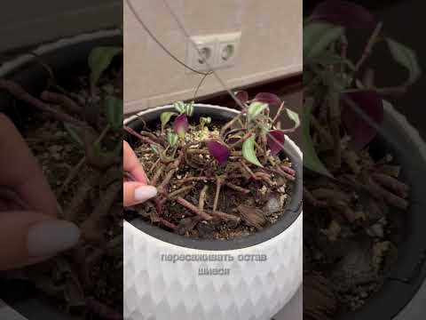 Черенкование традесканции