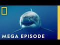Great Hammerhead Shark Exploration