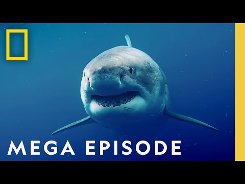 World's Most Dangerous Sharks MEGA EPISODE - Top 5 Full Episodes | Sharkfest