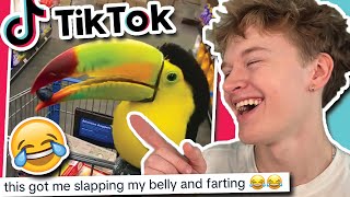 Let's Watch My Favorite TikToks