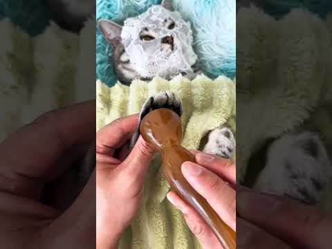 Essential grooming tool for cat parents #cats #asmr #shortvideosprint