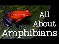 Amphibian Characteristics and Life Cycle