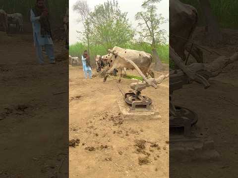 Bananas White Bull Starting Old Chaff Cutter Machine #shorts #shortsfeed #trending