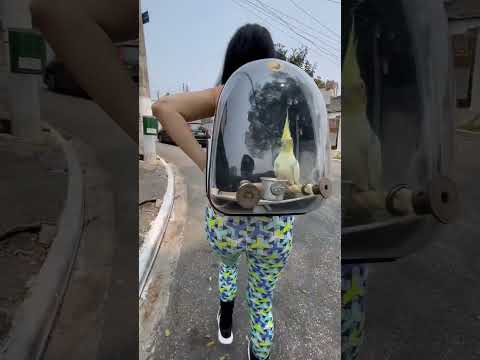 Passeio com calopsita na mochila • #shotrs