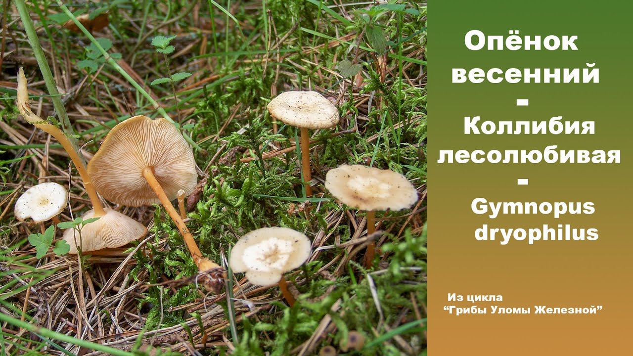 Опёнок весенний - Коллибия лесолюбивая - Collybia dryophilla